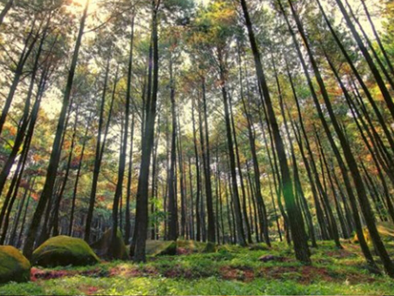 Gunung Pancar,Tempat Wisata adem dan Sejuk