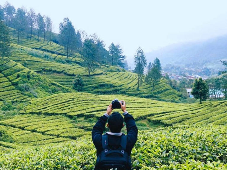 Hal Hal yang Bisa di Lakukan Saat Berwisata Ke Kebun Teh Bogor